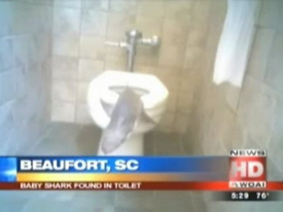 Shark Found In Toilet