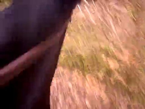 saut du tronc à cru