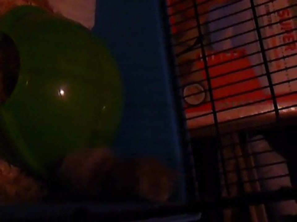 Un hamster foufou de la roue