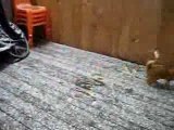 funny video - cat hates snow