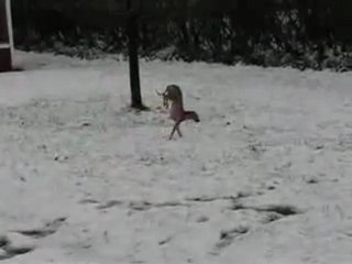 Funny Video - Dog Scared of Snow