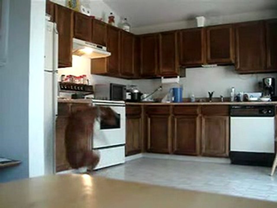 Funny Video - Dog VS Air horn