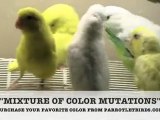 Pacific Parrotlet Breeder: Hand Fed Baby Parrotlet Video