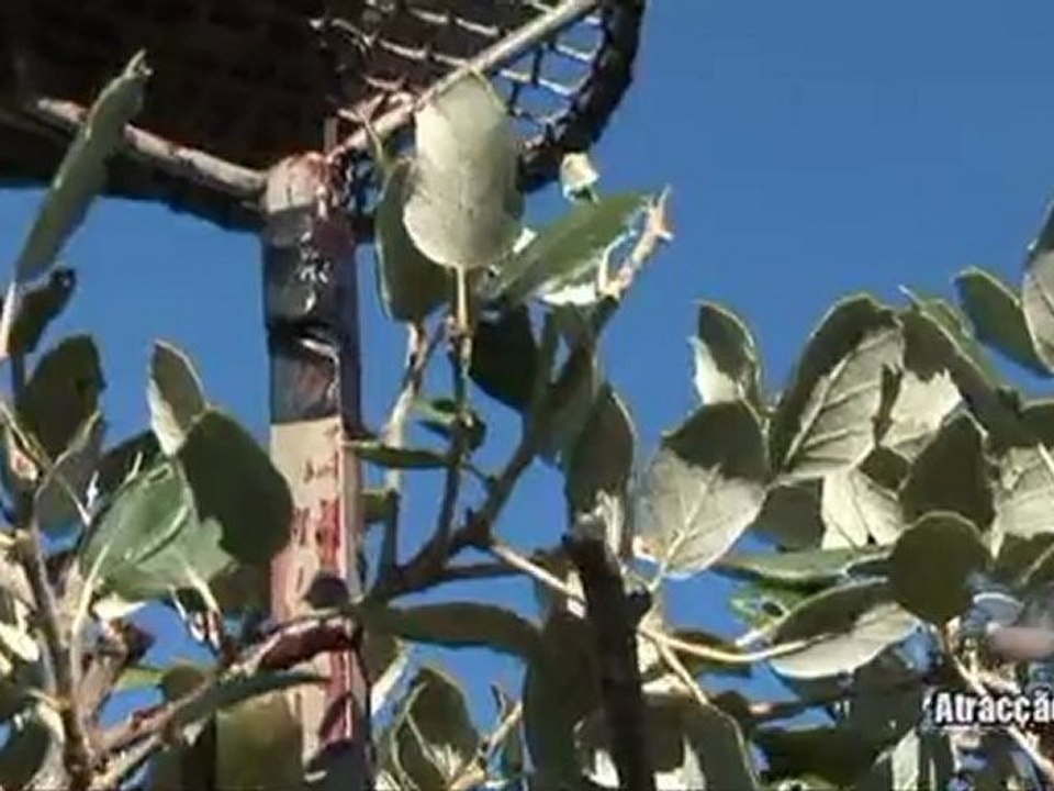 tirada paloma torcaz 7