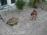 Tartaruga gigante insegue il cane di casa