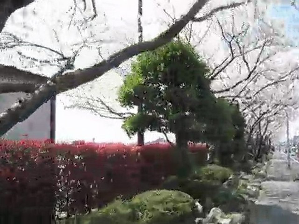 母校の桜並木
