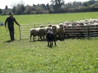 Beauceron au troupeau