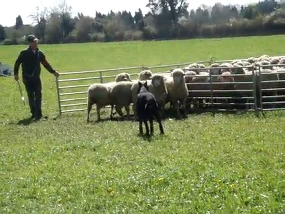 Beauceron au troupeau