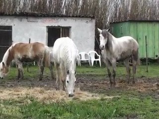 La Valse du Trio