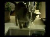 Un modo strano per bere l'acqua