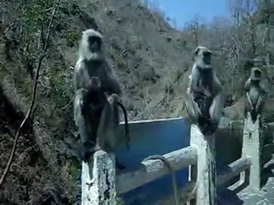 Monkey's Fever