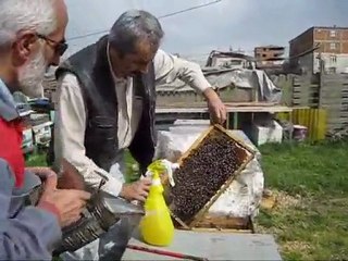 varroa mücadelesi ve laktik asit uygulama filimi
