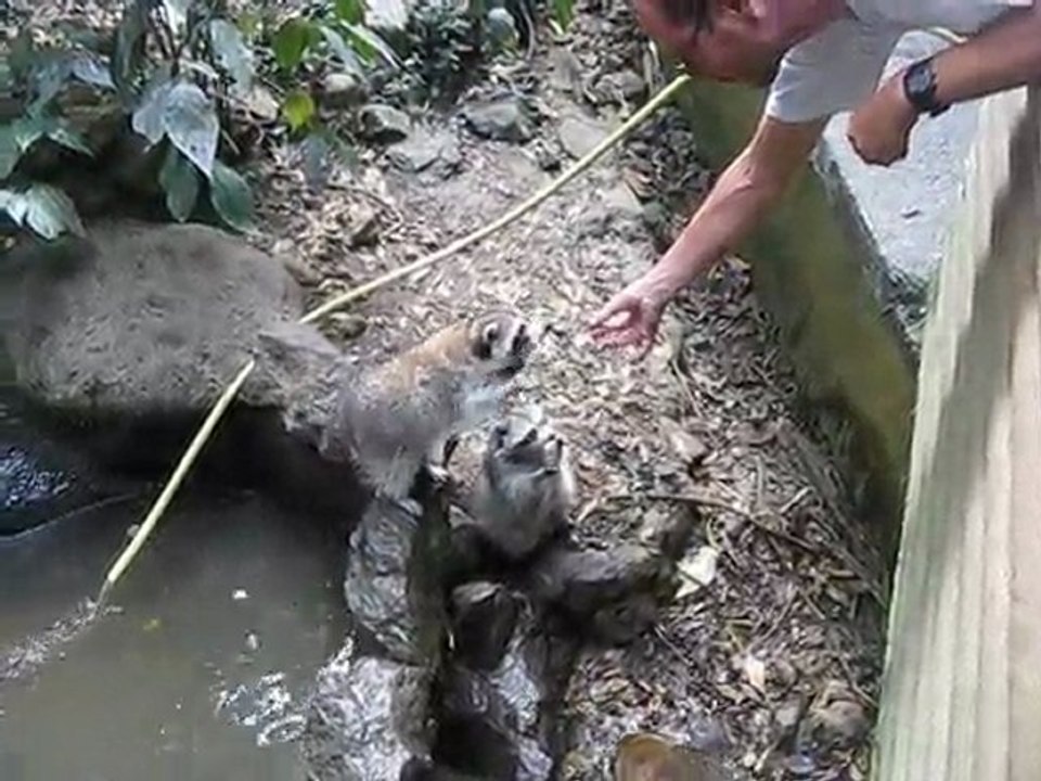 Racoon