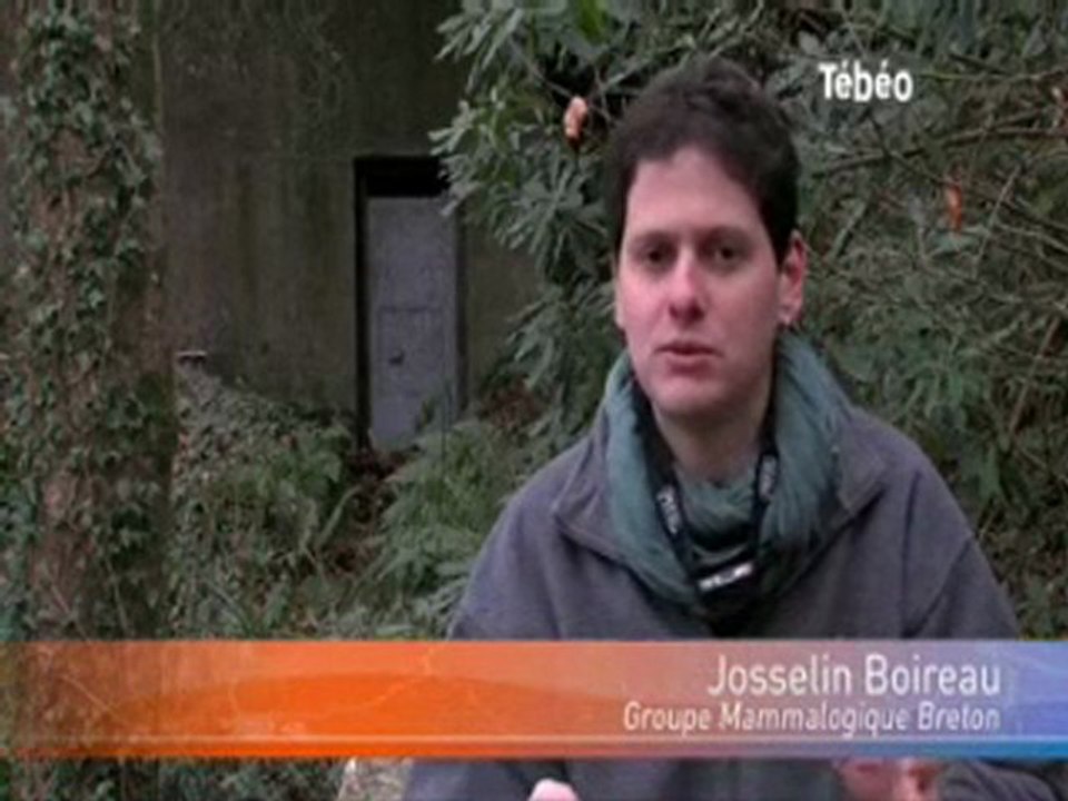 Comptage Chauves-souris Finistère TEBEO - 10 février 2010