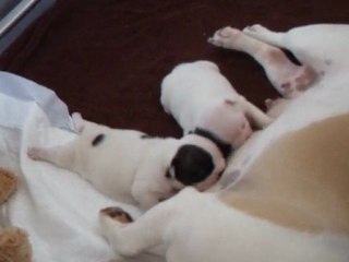 les bébés à 17 jours