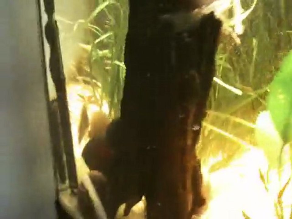 discus sauvage