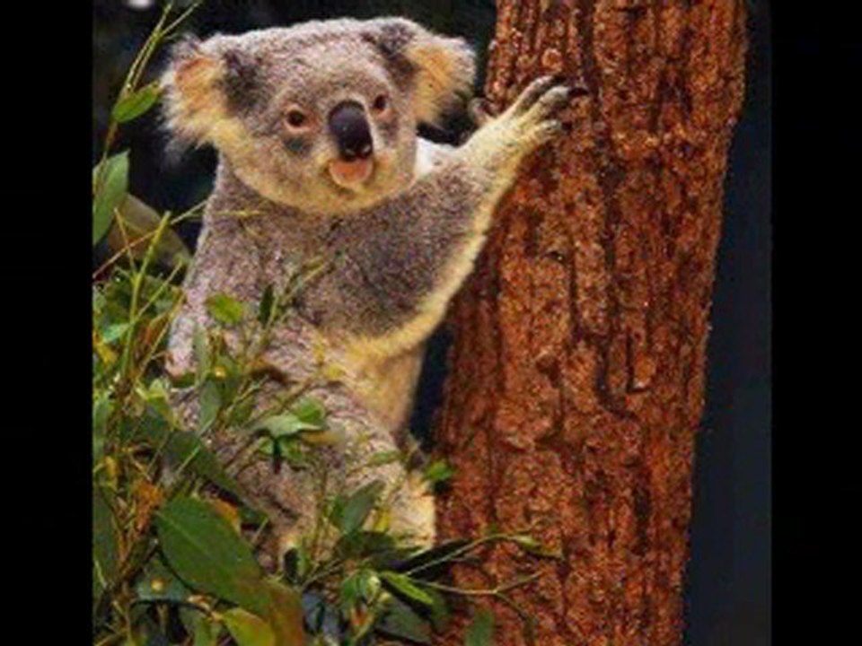 Australie