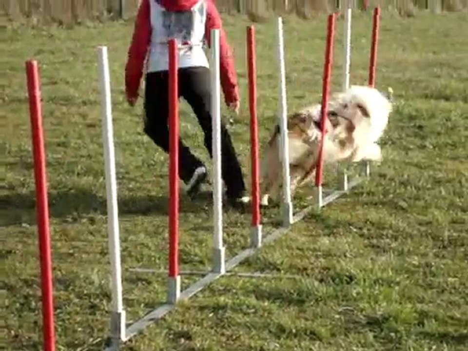 montage de mes chiens en agility