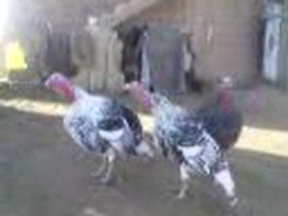 Grup aluk