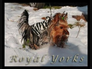 Royal Yorks ...Made in Turkey...