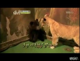 Cucciolo di orso vs. leoncino