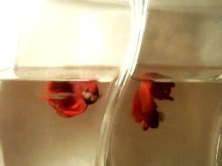 Betta Splendens rouge