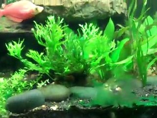 220 Plantedtank two months in