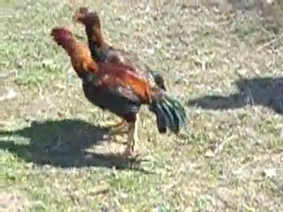 Murat Ülkü ile Erdal Hocanın Hint horozu feriklerinin dövüşü