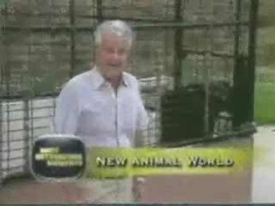Animaux en folie !