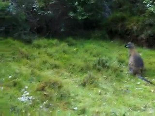 Skippy le Kangourou