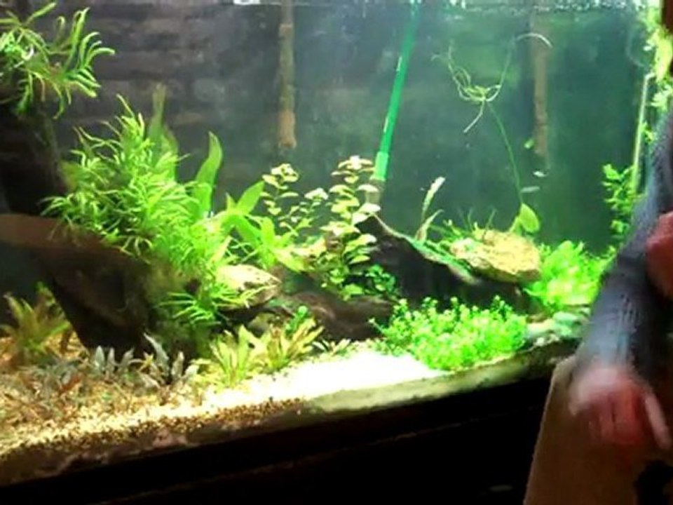 I waited 2 years for my 220 gallon planted tank
