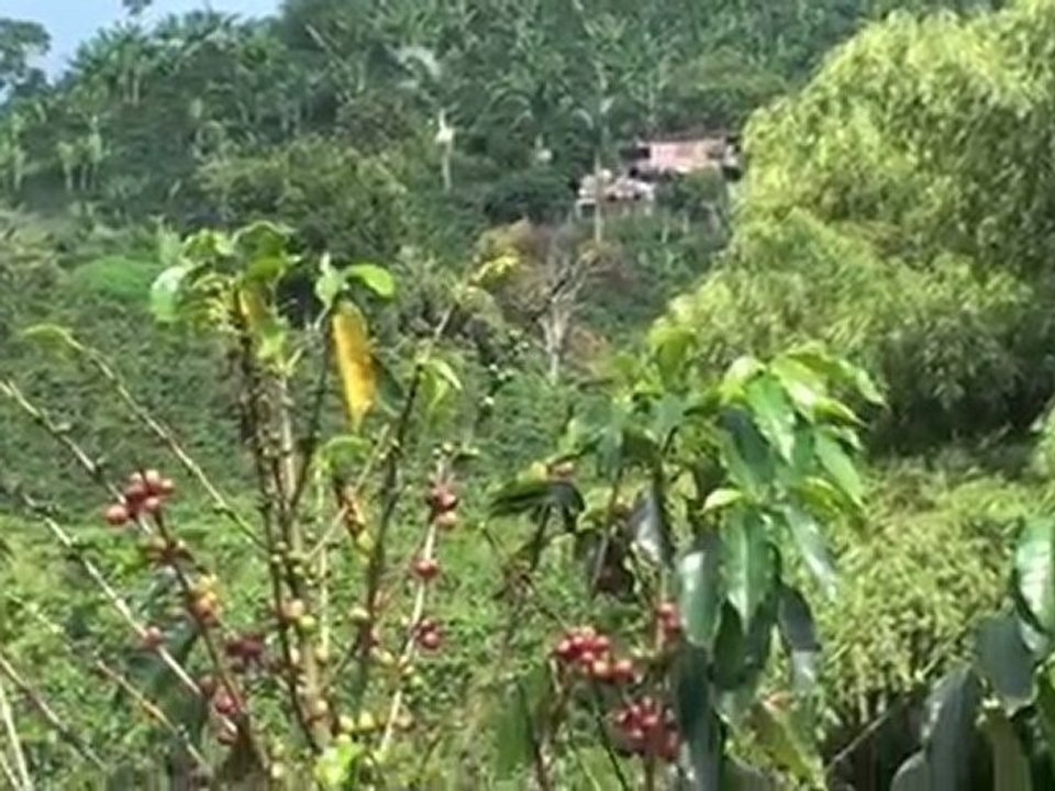 Finca de café