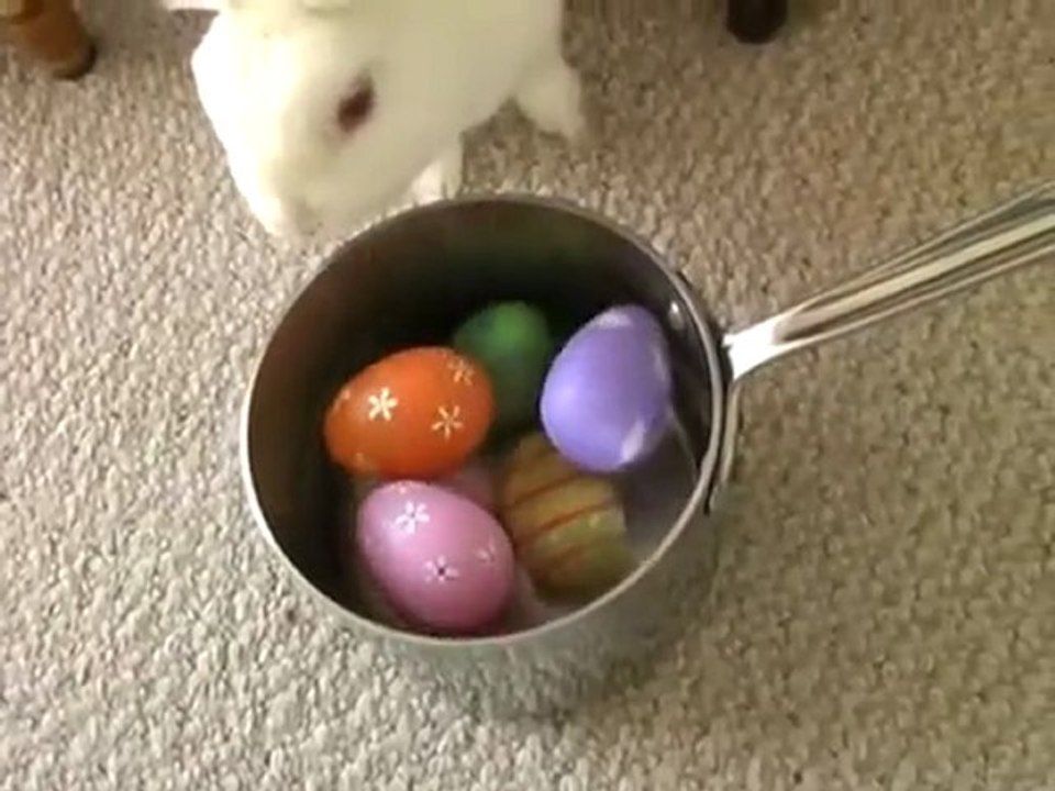 Little Bunny
