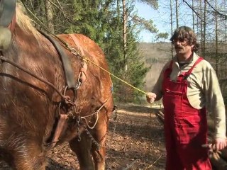 Débardage à cheval (Lorraine)