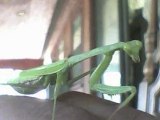 Praying Mantis