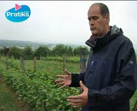 Comment améliorer la qualité des raisins ?