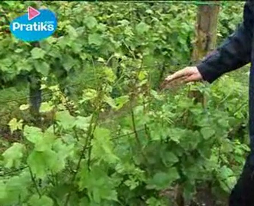 comment-faire-le-palissage-d-une-vigne-vid-o-dailymotion