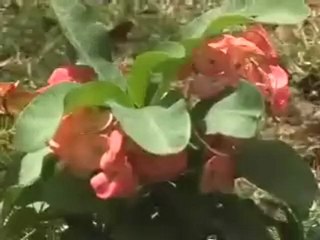 LA HOJILLA DEL DIA LUNES 29 DE MARZO 2010 05