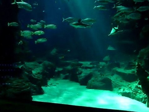 l'aquarium de Montpellier Mare Nostrum le dimanche 28 mars