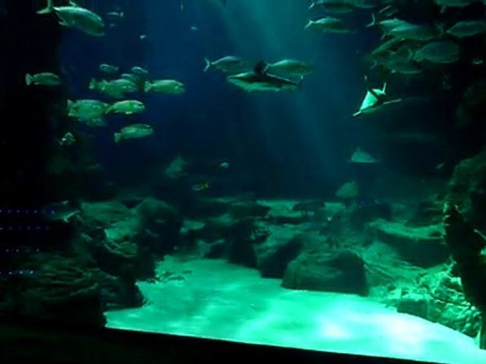 l'aquarium de Montpellier Mare Nostrum le dimanche 28 mars