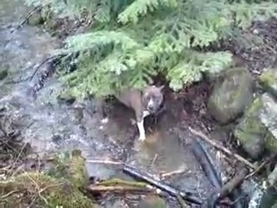 Replay en mode castor