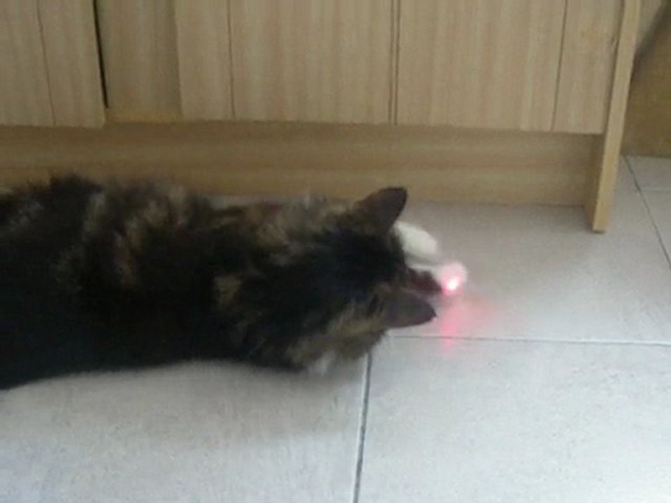 chat et laser