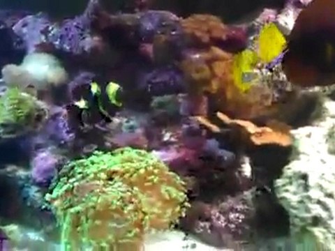 75 Gallon Reef Tank, Low tech, Low Maintence.