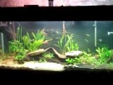 220 gallon Rainbowfish planted tank. DIrt in tank