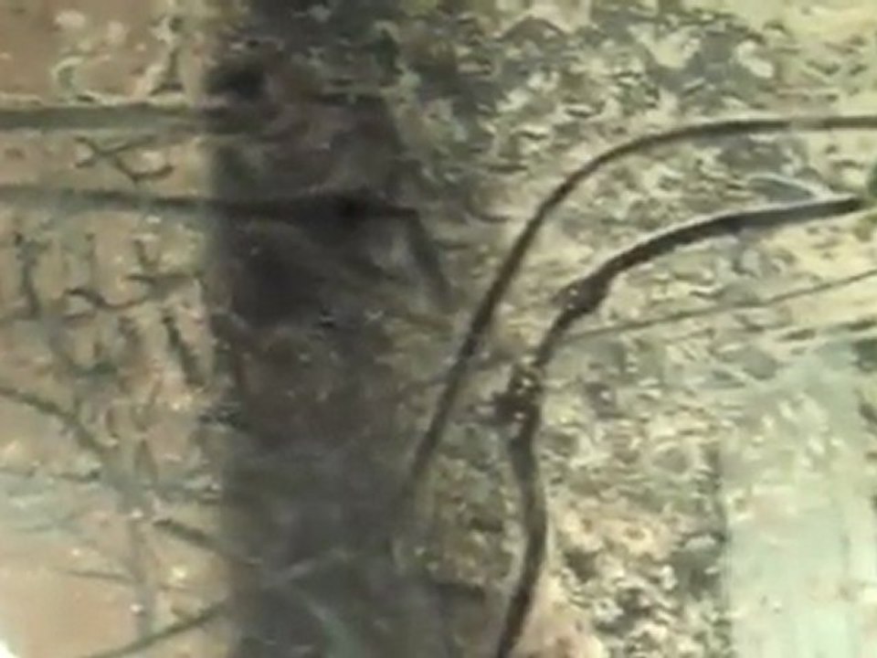 Setting up a 220 Gallon Planted Tank with Dirt!