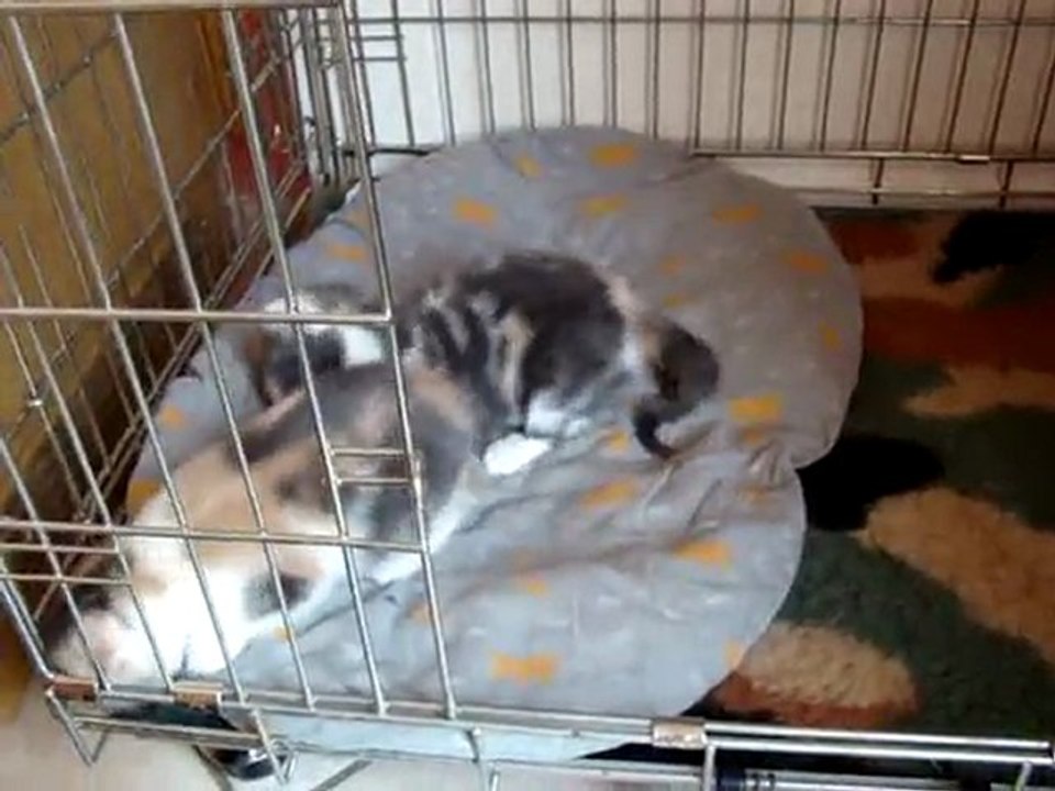 Chatons Cannelle 30/03/2010