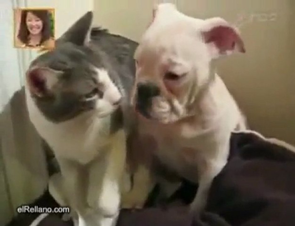 chat qui met ko un chien