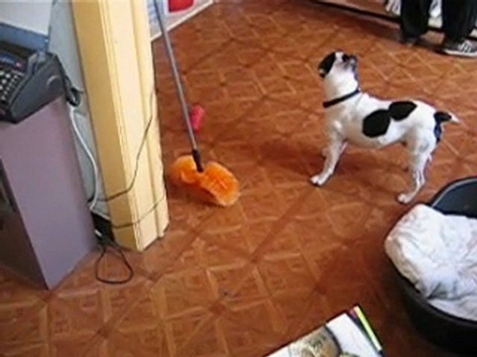 chien fou