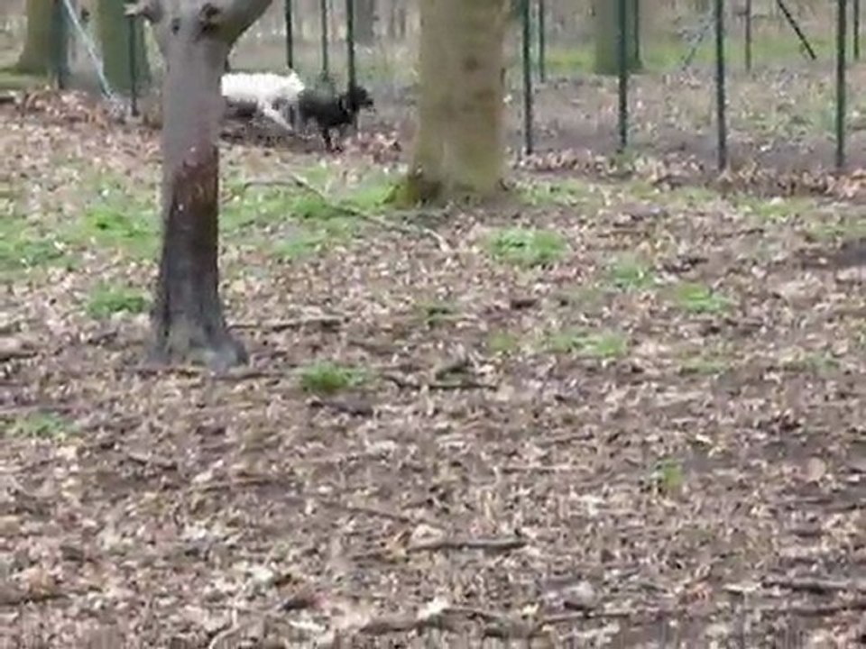 Les courses folles des chiens de Sophie