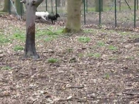 Les courses folles des chiens de Sophie